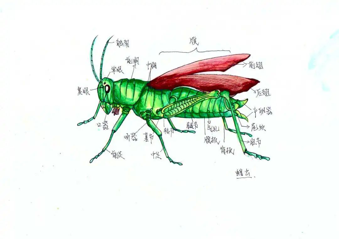 李思晨.jpg
