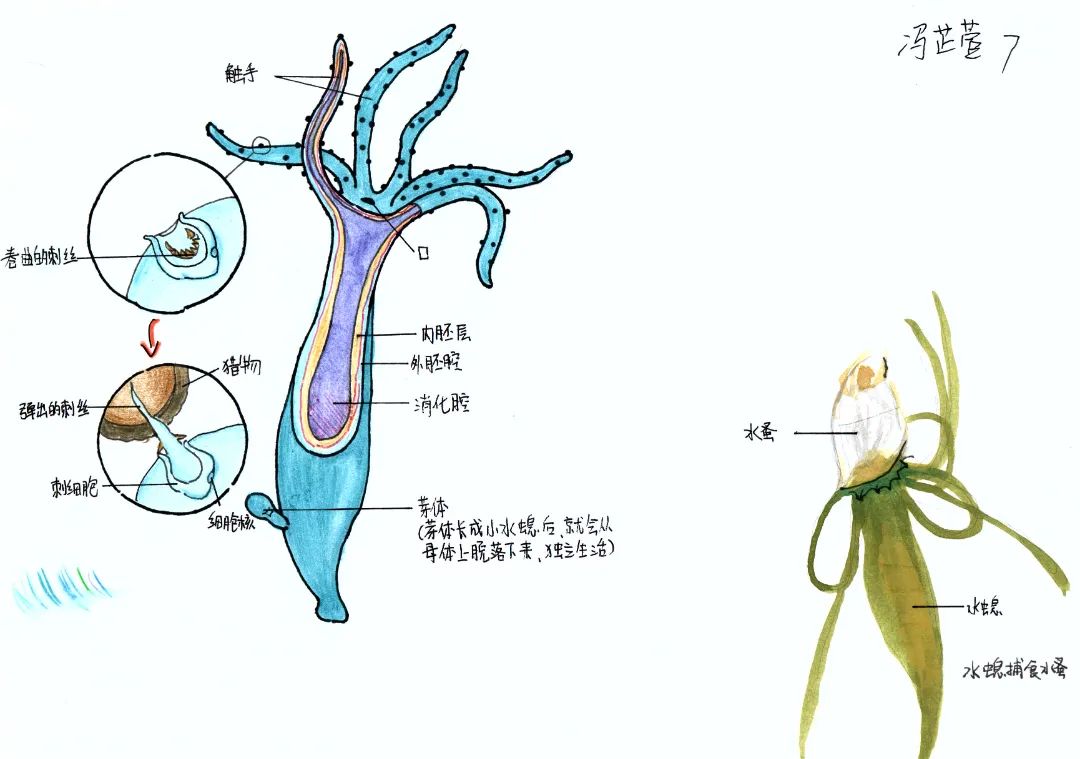 馮芷萱.jpg