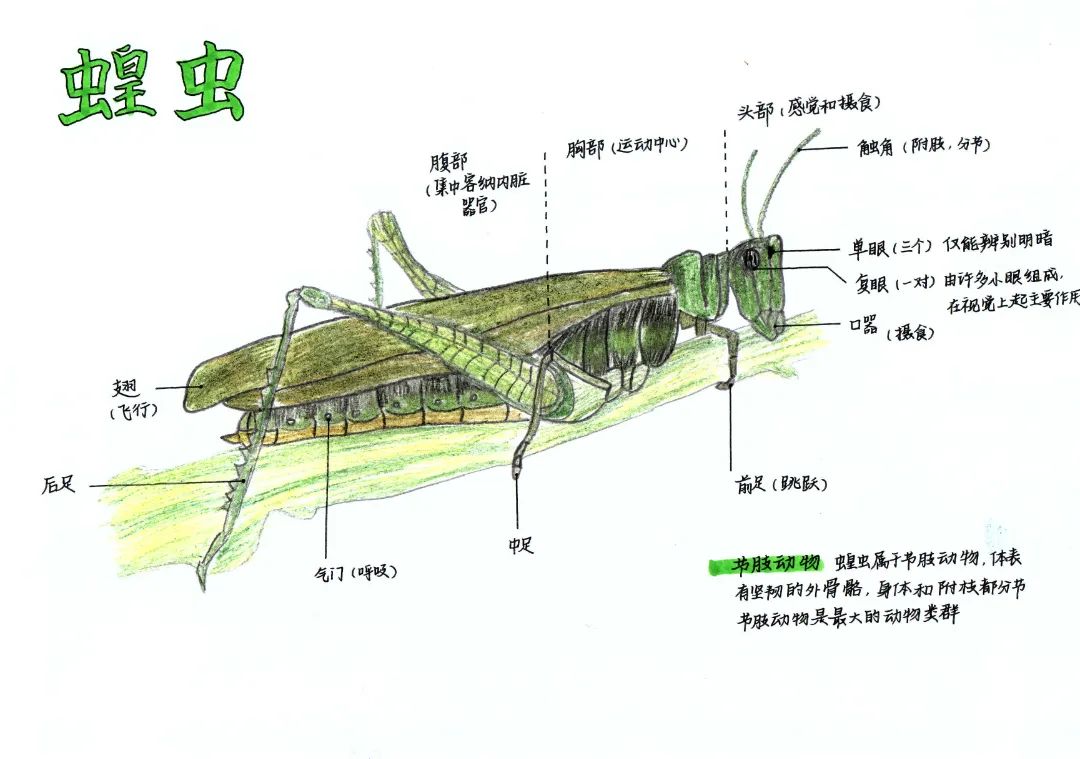 黃子朗.jpg