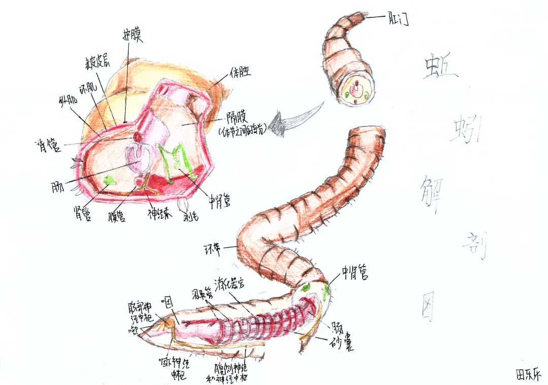 田樂(lè)樂(lè).jpg