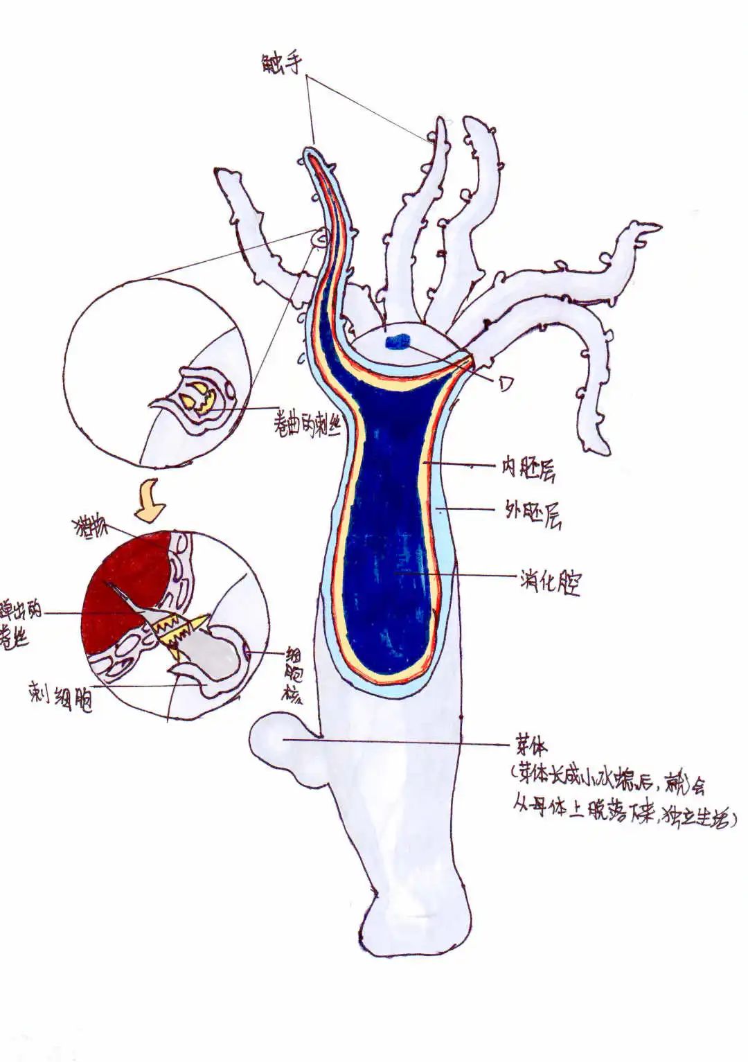 高倩鐿.jpg