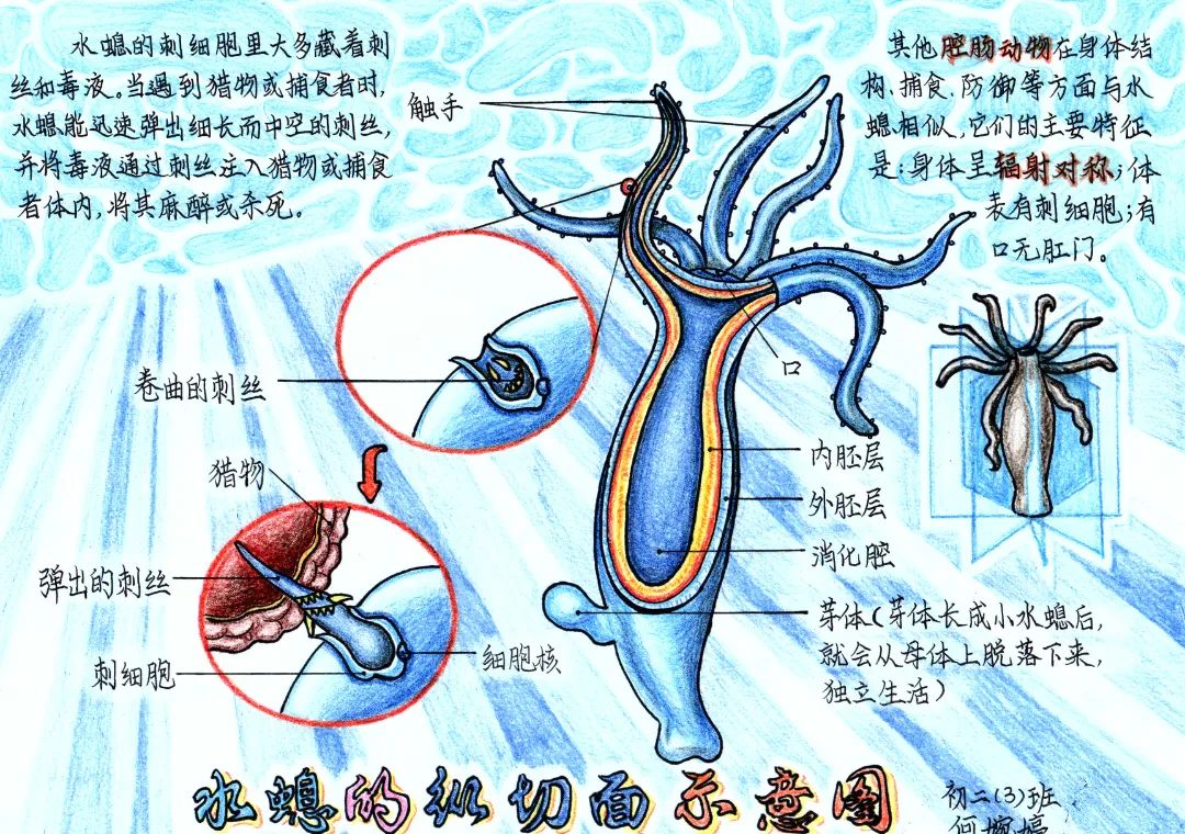 何婉婷.jpg