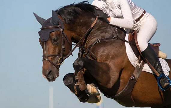 2020超級馬術俱樂部聯賽(天星調良馬術站) 2020超級馬術俱樂部聯賽(天星調良馬術站)