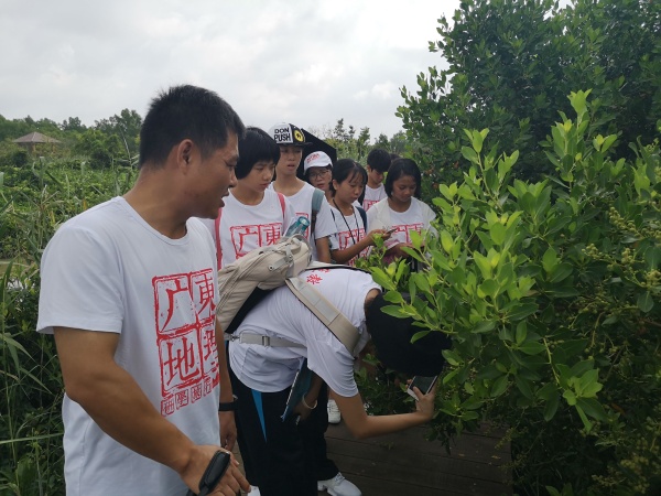 同學(xué)們在紅樹林認(rèn)真進(jìn)行野外考察2.jpg