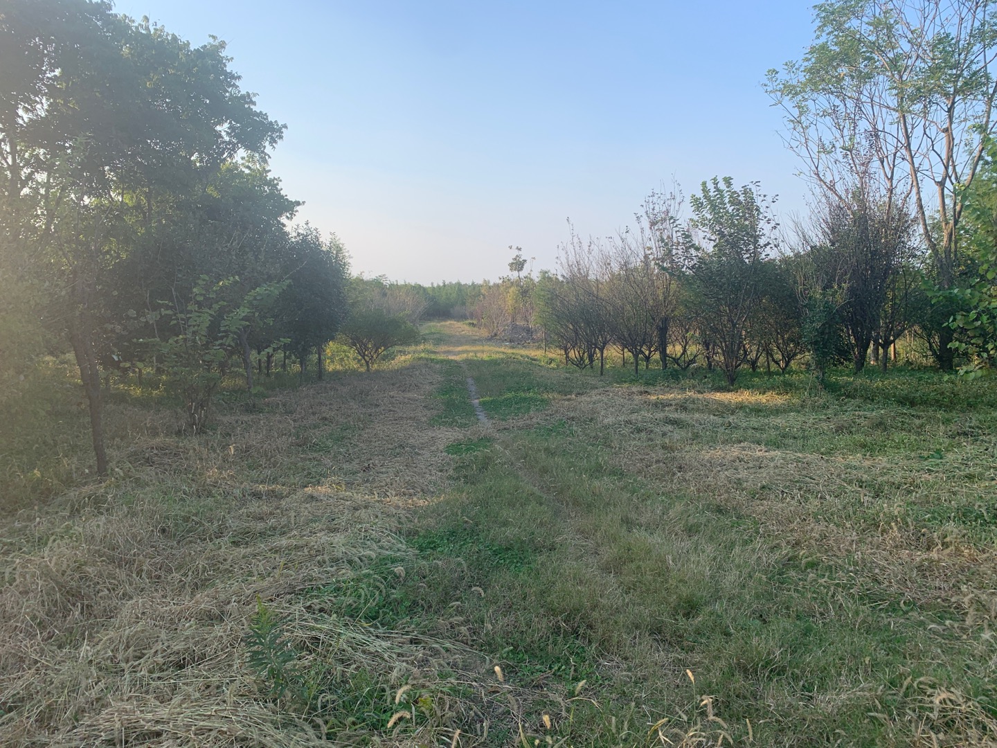 合中村健身步道3