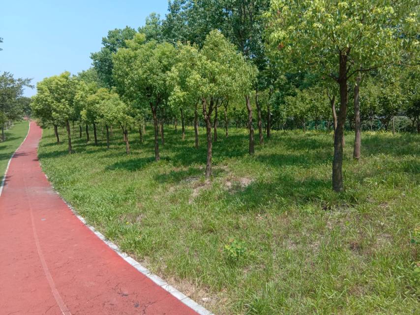 滬嘉高速（S5）沿線生態(tài)健身步道